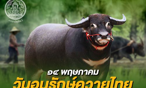 14 พฤษภาคม วันอนุรักษ์ควายไทย