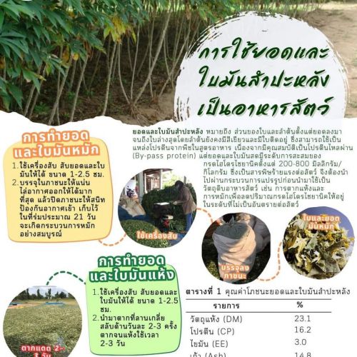 การใช้ยอดและใบมันสำปะหลังเป็นอาหารสัตว์