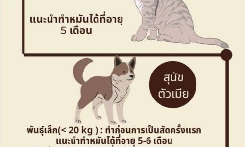 อายุในการทำหมันสุนัขและแมว