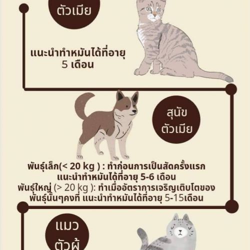 อายุในการทำหมันสุนัขและแมว