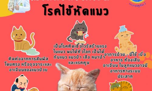 โรคไข้หัดแมว