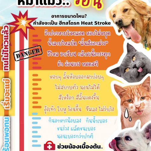 รู้ได้ไงว่าหมาแมวร้อน