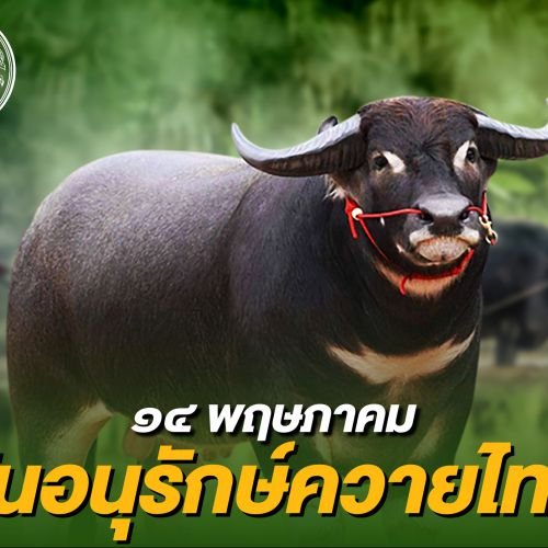 14 พฤษภาคม วันอนุรักษ์ควายไทย