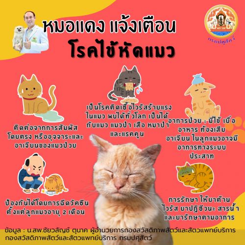 โรคไข้หัดแมว